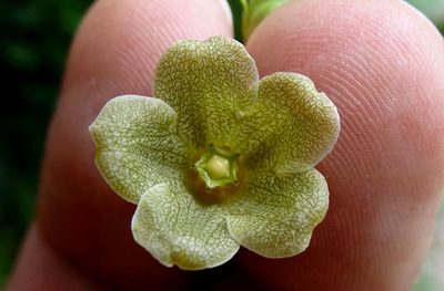 Matelea crassifolia, photographed by Alexis López Hernández