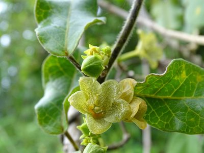 Matelea crassifolia, photographed by Alexis López Hernández
