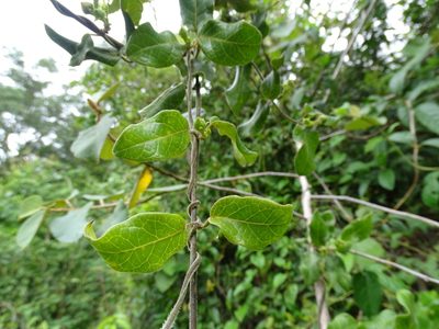 Matelea crassifolia, photographed by Alexis López Hernández