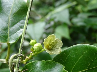Matelea crassifolia, photographed by Alexis López Hernández