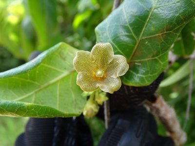 Matelea crassifolia, photographed by Alexis López Hernández