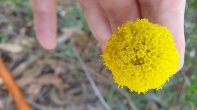 Craspedia variabilis, photographed by Rosalie Lawrence