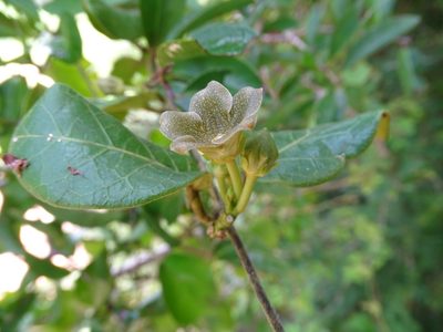 Matelea crassifolia, photographed by Alexis López Hernández