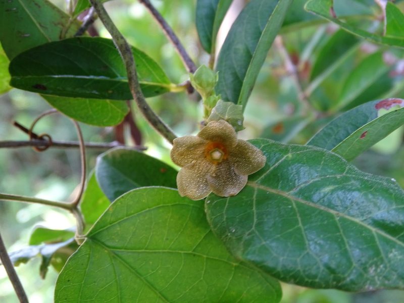 Matelea crassifolia, photographed by Alexis López Hernández