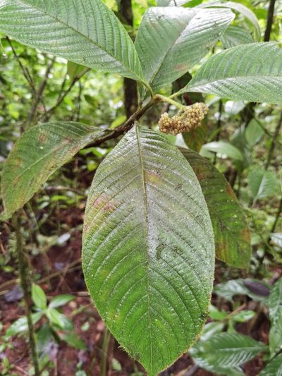 Palicourea pilosa, photographed by Eduardo Chacón Madrigal