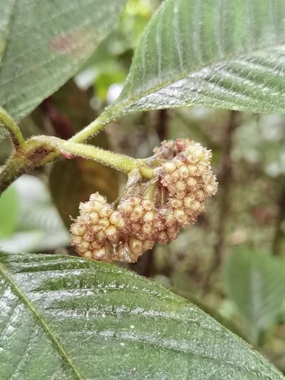 Palicourea pilosa, photographed by Eduardo Chacón Madrigal