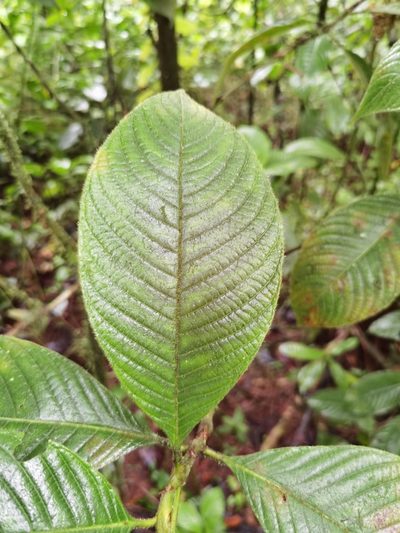 Palicourea pilosa, photographed by Eduardo Chacón Madrigal