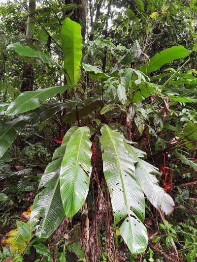 Heliconia trichocarpa, photographed by Eduardo Chacón Madrigal
