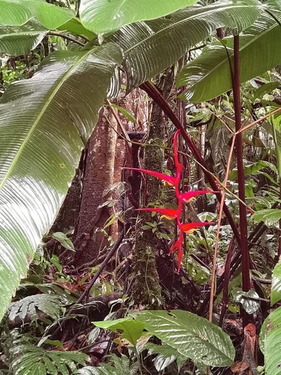 Heliconia trichocarpa, photographed by Eduardo Chacón Madrigal