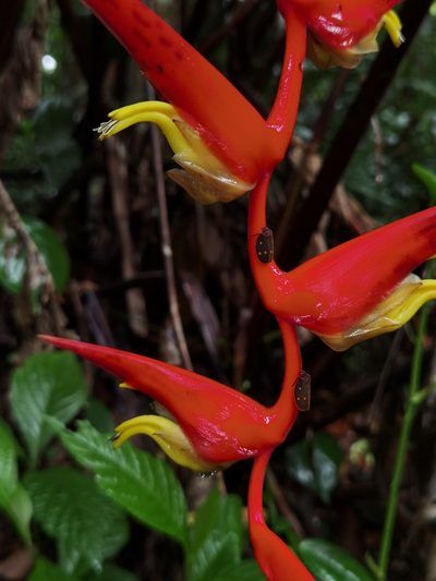 Heliconia trichocarpa, photographed by Eduardo Chacón Madrigal