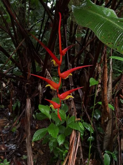Heliconia trichocarpa, photographed by Eduardo Chacón Madrigal
