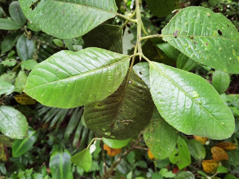 Siparuna pauciflora, photographed by Eduardo Chacón Madrigal