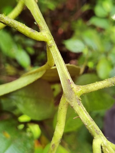 Siparuna pauciflora, photographed by Eduardo Chacón Madrigal