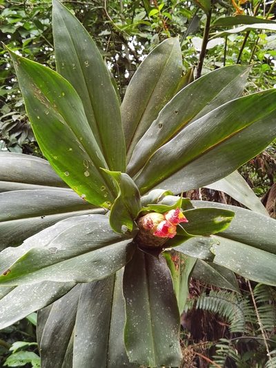Costus laevis, photographed by Eduardo Chacón Madrigal