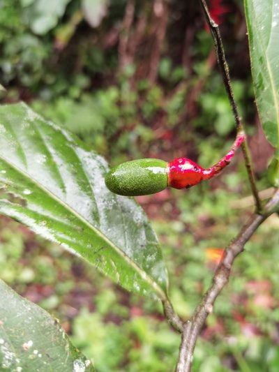 Ocotea atirrensis, photographed by Eduardo Chacón Madrigal