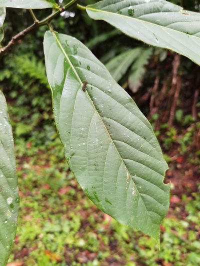 Ocotea atirrensis, photographed by Eduardo Chacón Madrigal