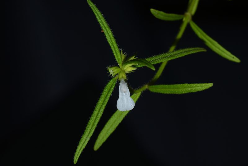 Leucas stricta, photographed by S.MORE