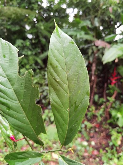 Ocotea atirrensis, photographed by Eduardo Chacón Madrigal