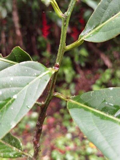 Ocotea atirrensis, photographed by Eduardo Chacón Madrigal