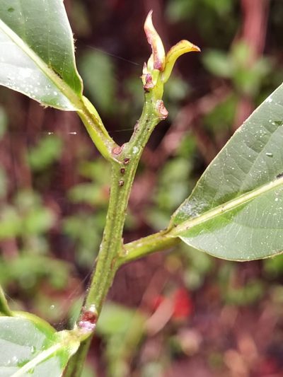 Ocotea atirrensis, photographed by Eduardo Chacón Madrigal