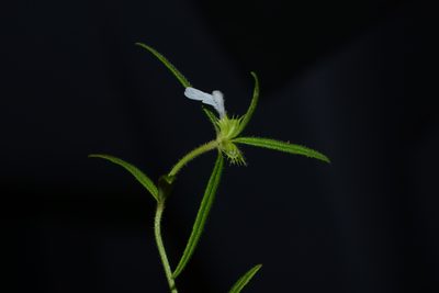 Leucas stricta, photographed by S.MORE