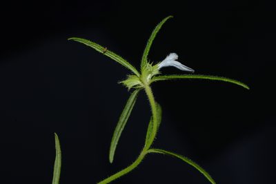 Leucas stricta, photographed by S.MORE