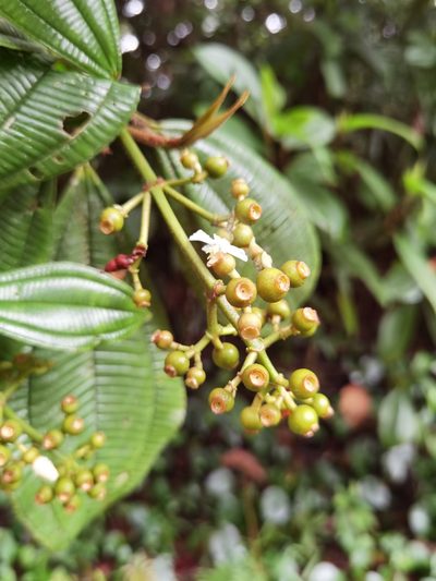 Miconia lasiopoda, photographed by Eduardo Chacón Madrigal