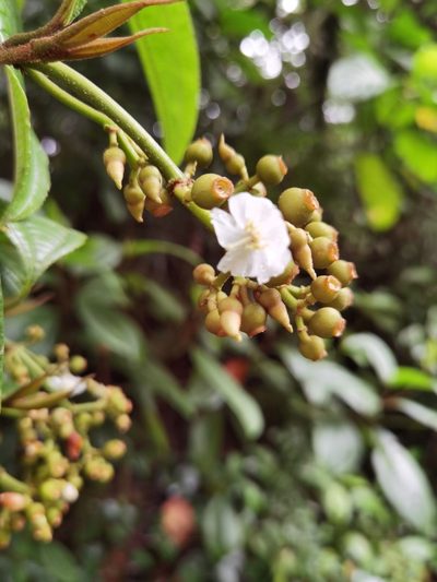 Miconia lasiopoda, photographed by Eduardo Chacón Madrigal