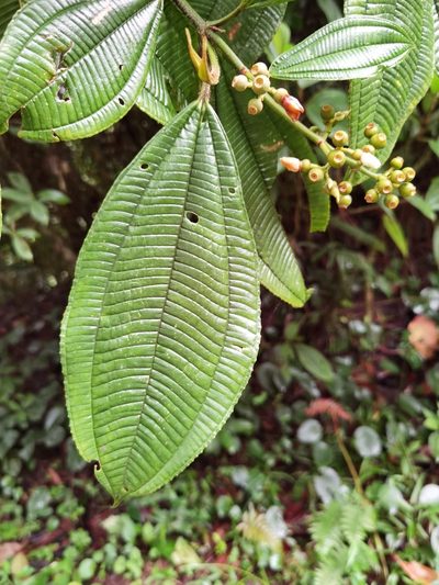 Miconia lasiopoda, photographed by Eduardo Chacón Madrigal