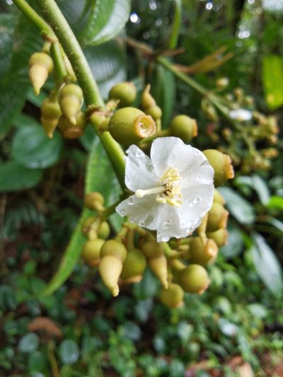 Miconia lasiopoda, photographed by Eduardo Chacón Madrigal