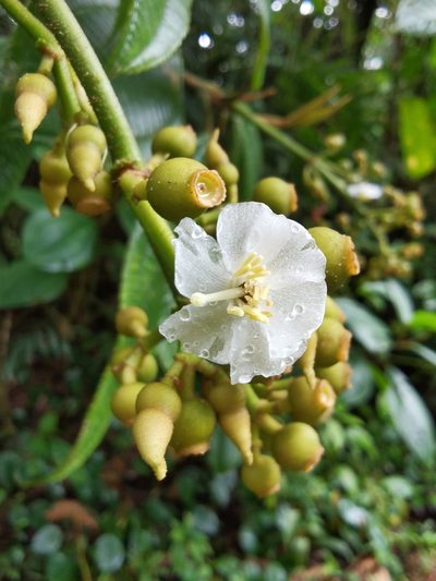Miconia lasiopoda, photographed by Eduardo Chacón Madrigal