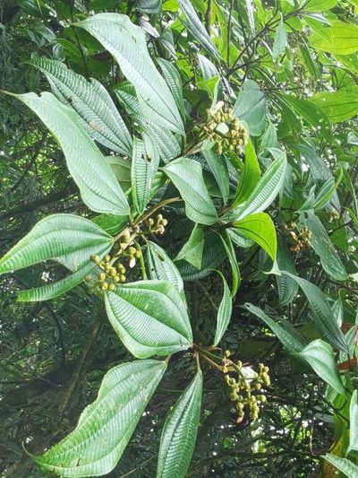 Miconia lasiopoda, photographed by Eduardo Chacón Madrigal