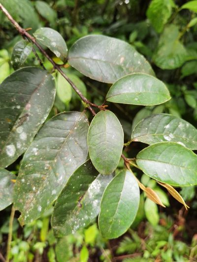 Vismia billbergiana, photographed by Eduardo Chacón Madrigal