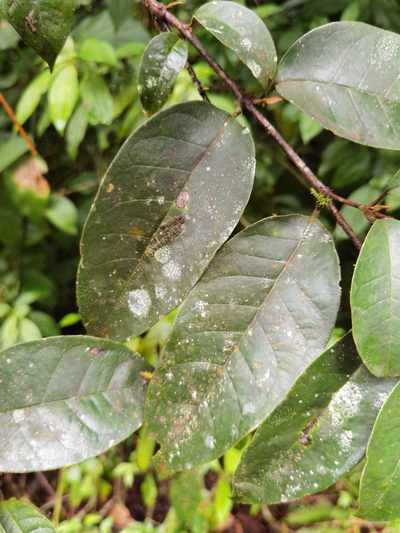Vismia billbergiana, photographed by Eduardo Chacón Madrigal