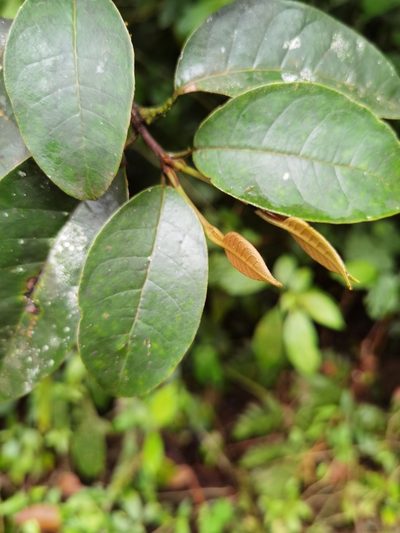 Vismia billbergiana, photographed by Eduardo Chacón Madrigal