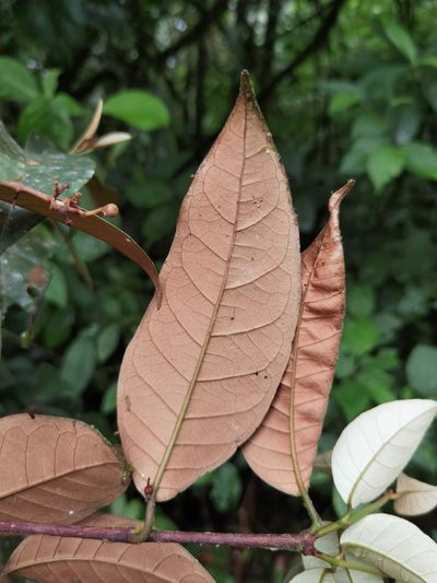Vismia billbergiana, photographed by Eduardo Chacón Madrigal