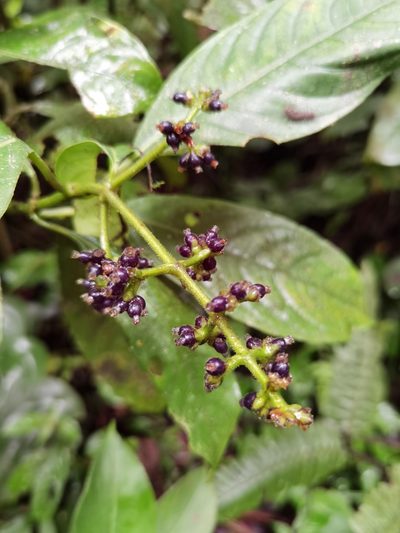 Palicourea brachiata, photographed by Eduardo Chacón Madrigal