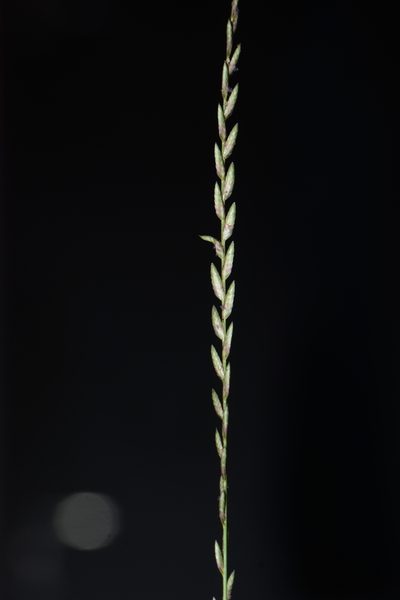 Eragrostiella bifaria, photographed by S.MORE