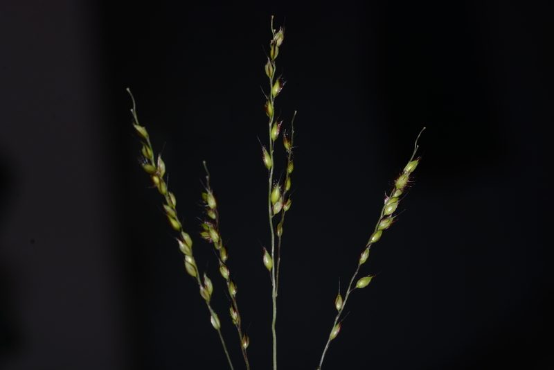 Alloteropsis cimicina, photographed by S.MORE