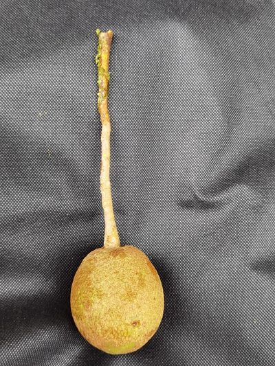 Ocotea quadriporata, photographed by Eduardo Chacón Madrigal