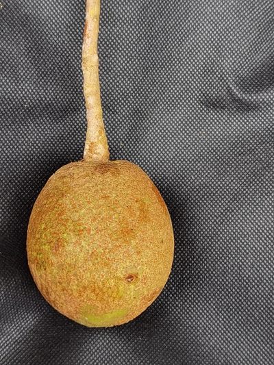 Ocotea quadriporata, photographed by Eduardo Chacón Madrigal