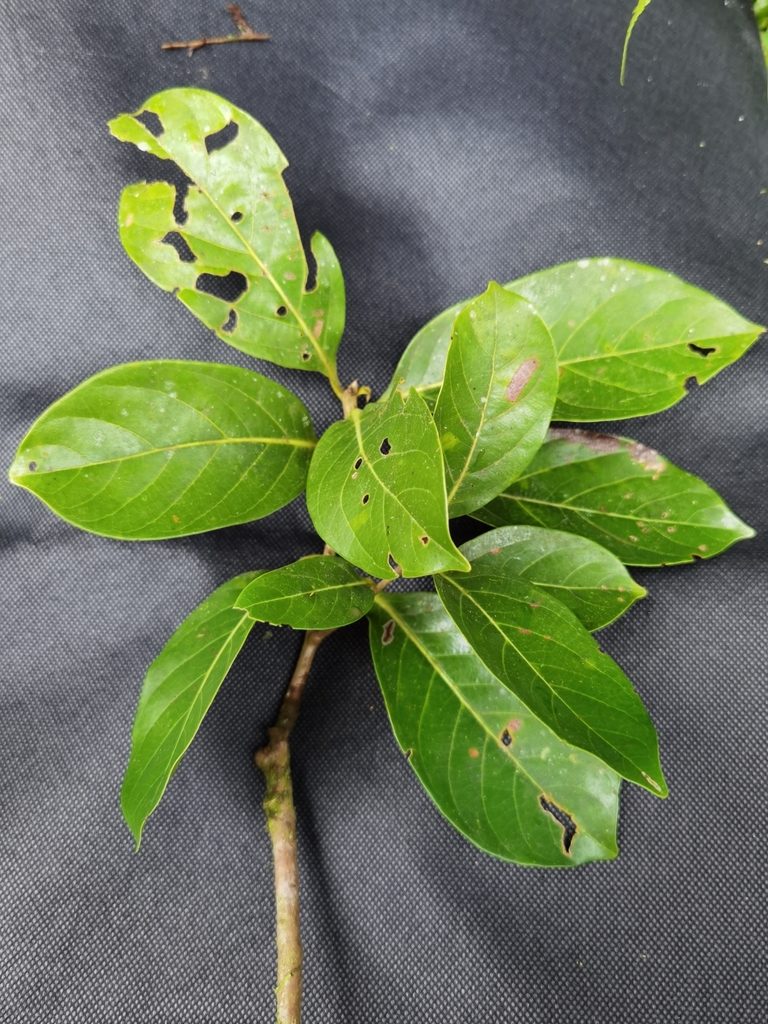 Ocotea quadriporata, photographed by Eduardo Chacón Madrigal