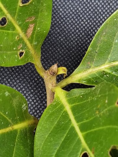 Ocotea quadriporata, photographed by Eduardo Chacón Madrigal