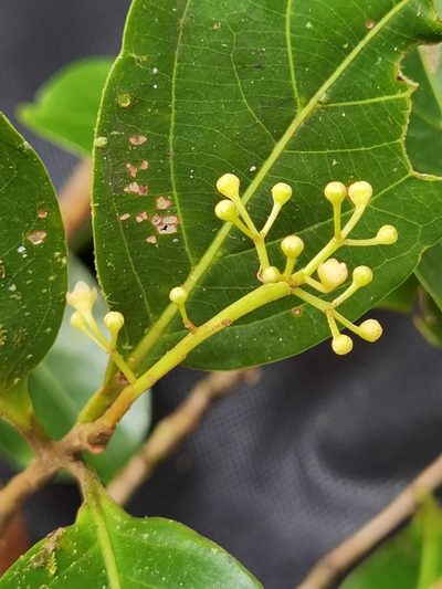 Ocotea quadriporata, photographed by Eduardo Chacón Madrigal