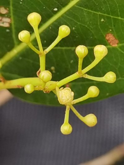 Ocotea quadriporata, photographed by Eduardo Chacón Madrigal