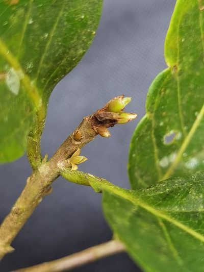 Ocotea quadriporata, photographed by Eduardo Chacón Madrigal