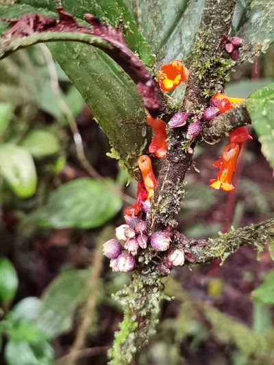 Besleria notabilis, photographed by Eduardo Chacón Madrigal