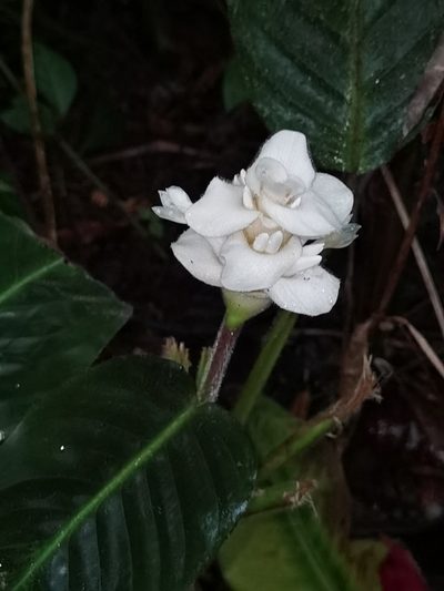 Goeppertia leucostachys, photographed by Eduardo Chacón Madrigal