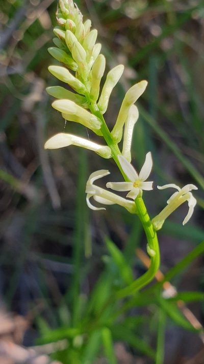 Stackhousia subterranea, photographed by Rosalie Lawrence