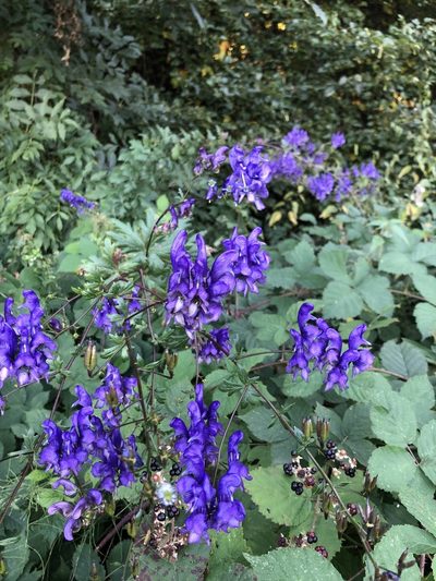 Aconitum variegatum, photographed by Conrad Altmann